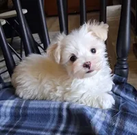 Zeb, a male Maltese for sale in San Antonio, TX – 5 of 8