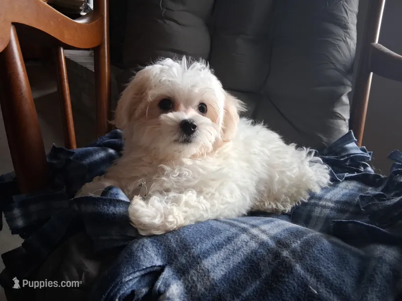Jewel – Maltipoo puppy for sale in San Antonio, TX