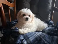 Jewel, a female Maltipoo for sale in San Antonio, TX – 3 of 7