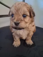 Hannah , a female Shihpoo for sale in San Antonio, TX – 4 of 5