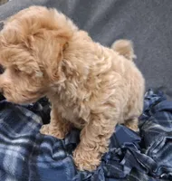 Asher ON HOLD, a male Maltipoo for sale in San Antonio, TX – 8 of 8