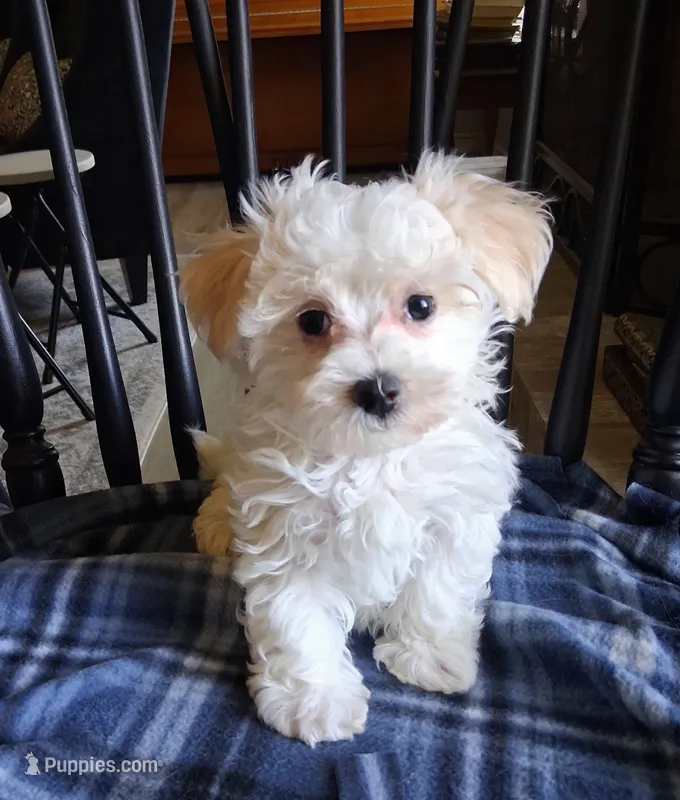 Amos – Maltipoo puppy for sale in San Antonio, TX