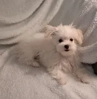 Zeb, a male Maltese for sale in San Antonio, TX – 4 of 5