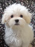 Jesse (AKC), a male Maltese for sale in San Antonio, TX – 3 of 5