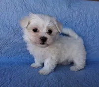 Eli (AKC), a male Maltese for sale in San Antonio, TX – 2 of 3