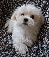 Jesse (AKC), a male Maltese for sale in San Antonio, TX – 2 of 5