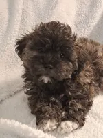 Black-Brown Bear (Aaron) Shihpoo, a male Shih Tzu for sale in San Antonio, TX – 6 of 8
