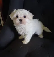 Eli (AKC), a male Maltese for sale in San Antonio, TX – 1 of 3