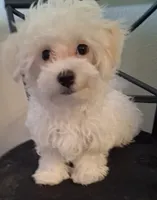 Amos, a male Maltipoo for sale in San Antonio, TX – 6 of 7