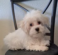 Amos, a male Maltipoo for sale in San Antonio, TX – 4 of 7