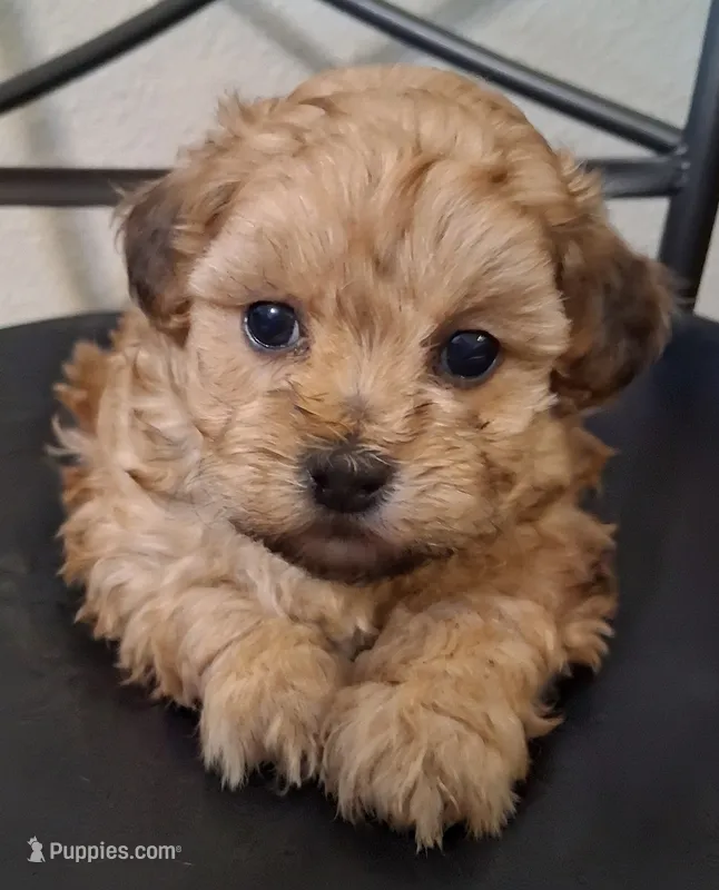 Hannah, Shihpoo  – Shih Tzu puppy for sale in San Antonio, TX