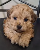 Hannah, Shihpoo , a female Shih Tzu for sale in San Antonio, TX – 1 of 5