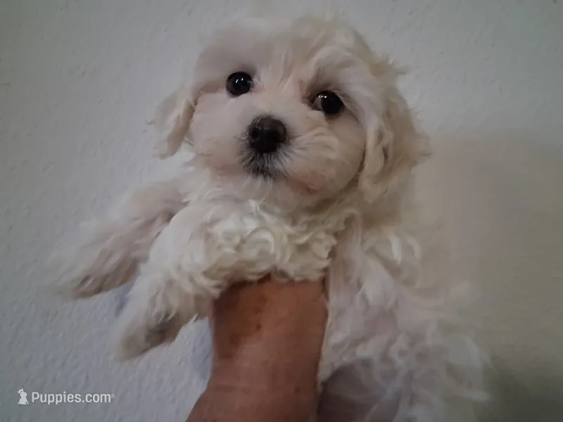 Noah – Maltipoo puppy for sale in San Antonio, TX