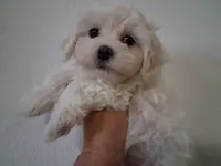 Noah, a male Maltipoo for sale in San Antonio, TX – 1 of 1