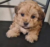 Hannah, Shihpoo , a female Shih Tzu for sale in San Antonio, TX – 5 of 5