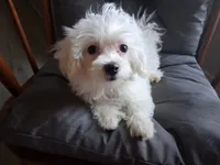 Ruthie (AKC), a female Maltese for sale in San Antonio, TX – 2 of 7