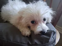 Ruthie (AKC), a female Maltese for sale in San Antonio, TX – 3 of 7