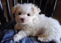 Zeb, a male Maltese for sale in San Antonio, TX – 3 of 8