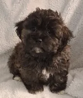 Black-Brown Bear (Aaron), a male Shihpoo for sale in San Antonio, TX – 7 of 7