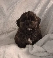 Black-Brown Bear (Aaron), a male Shihpoo for sale in San Antonio, TX – 5 of 7