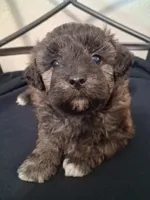 Aaron, Shihpoo, a male Shih Tzu for sale in San Antonio, TX – 3 of 3