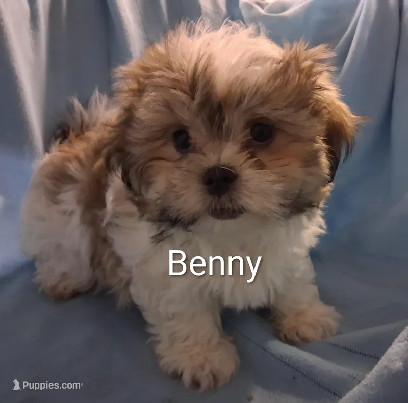 Benny