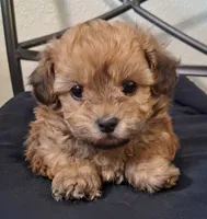 Asa, Shihpoo, a male Shih Tzu for sale in San Antonio, TX – 1 of 5