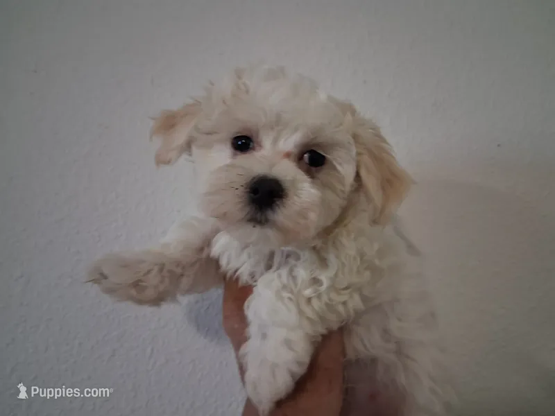 Amos – Maltipoo puppy for sale in San Antonio, TX