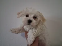 Amos, a male Maltipoo for sale in San Antonio, TX – 1 of 1