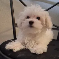 Simon, a male Maltipoo for sale in San Antonio, TX – 4 of 7