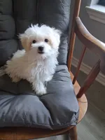 Silas (AKC), a male Maltese for sale in San Antonio, TX – 5 of 9