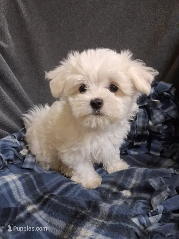 Boaz (AKC) – Maltese puppy for sale in San Antonio, TX