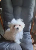 Abel (AKC), a male Maltese for sale in San Antonio, TX – 6 of 9