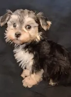 Piper, morkiepoo , a female Yorkipoo for sale in San Antonio, TX – 3 of 5