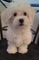 Amos, a male Maltipoo for sale in San Antonio, TX – 2 of 7