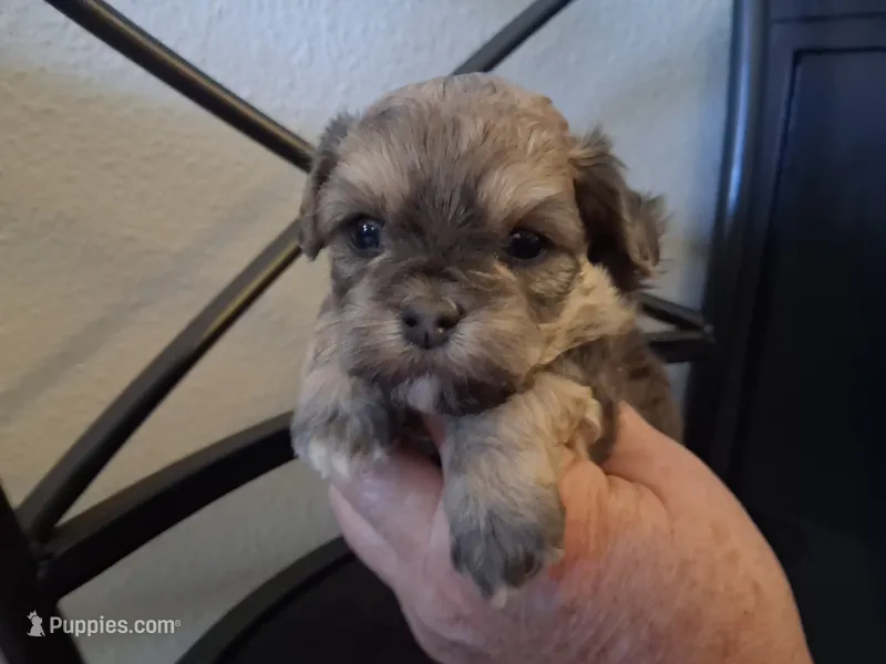 Shiloh – Shihpoo puppy for sale in San Antonio, TX