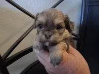 Shiloh, a female Shihpoo for sale in San Antonio, TX – 1 of 4