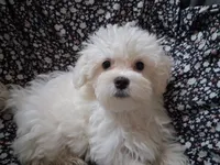 Jesse (AKC), a male Maltese for sale in San Antonio, TX – 4 of 5