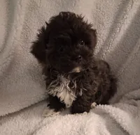 Joey (Hosea), a male Shihpoo for sale in San Antonio, TX – 2 of 5