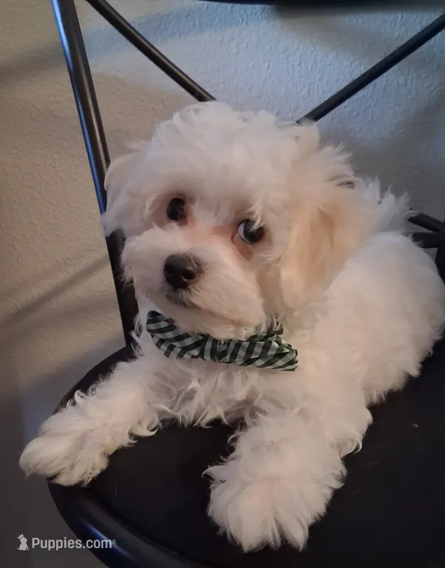 Amos – Maltipoo puppy for sale in San Antonio, TX