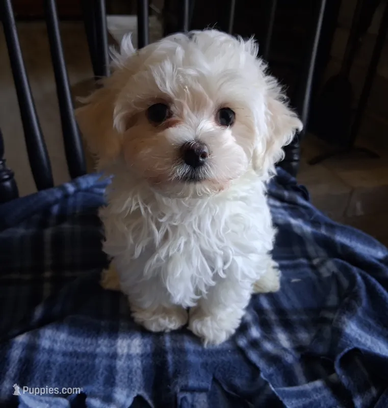 Noah – Maltipoo puppy for sale in San Antonio, TX