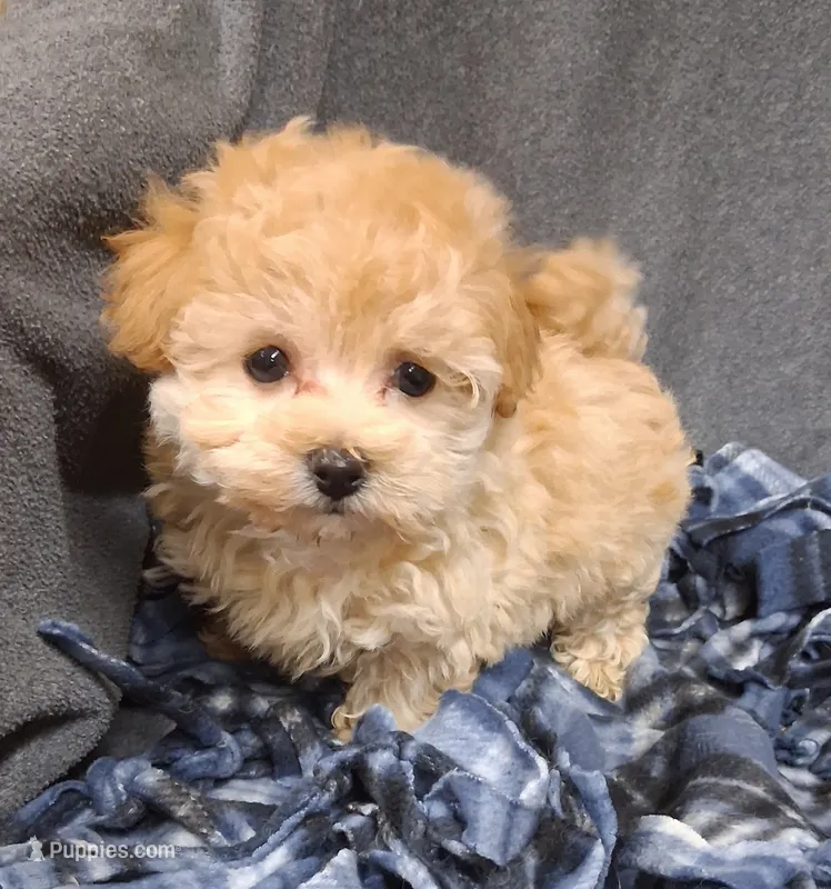 Phoebe ON HOLD – Maltipoo puppy for sale in San Antonio, TX