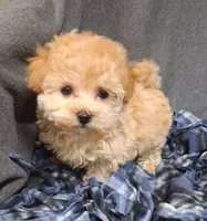 Phoebe ON HOLD, a female Maltipoo for sale in San Antonio, TX – 1 of 5