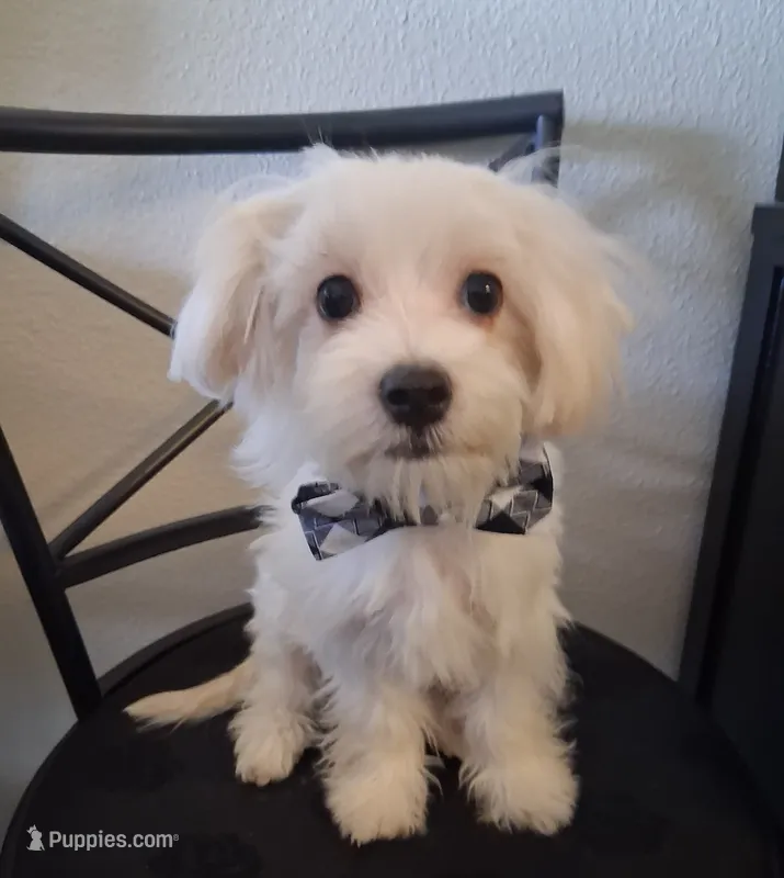 Silas (AKC) – Maltese puppy for sale in San Antonio, TX