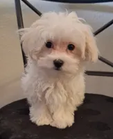 Simon, a male Maltipoo for sale in San Antonio, TX – 3 of 7