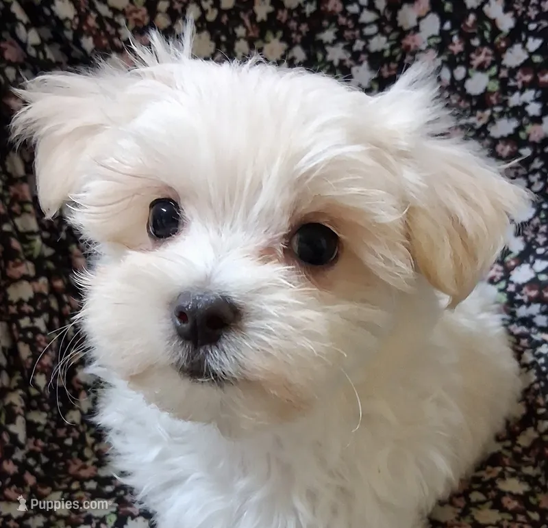 Silas (AKC) – Maltese puppy for sale in San Antonio, TX