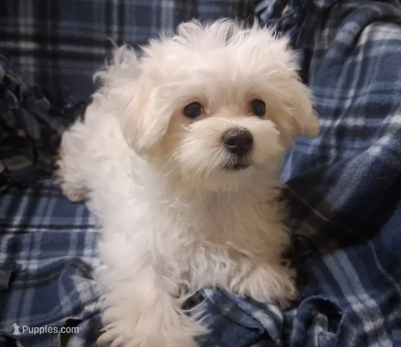 Ruthie (AKC) – Maltese puppy for sale in San Antonio, TX