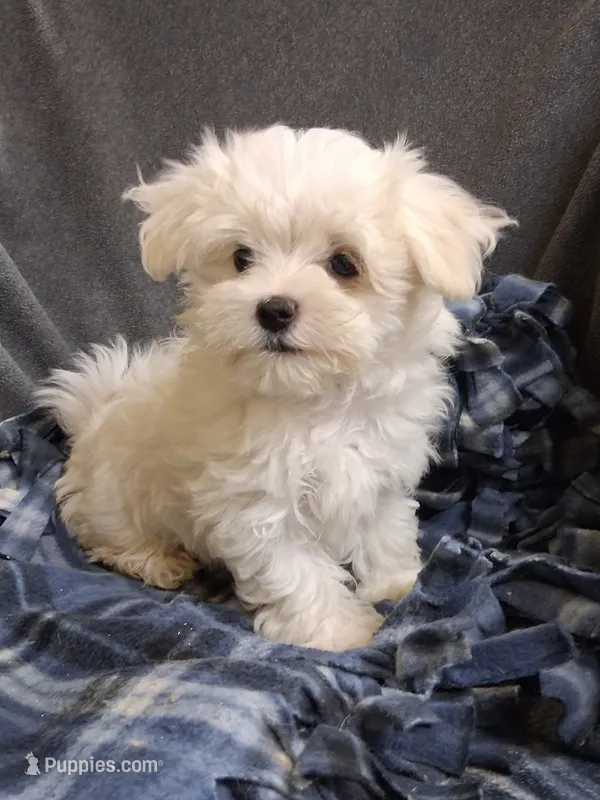 Boaz (AKC) – Maltese puppy for sale in San Antonio, TX