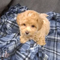 Asher ON HOLD, a male Maltipoo for sale in San Antonio, TX – 7 of 8