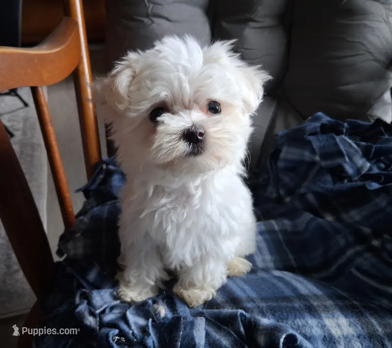 Levi (AKC) – Maltese puppy for sale in San Antonio, TX